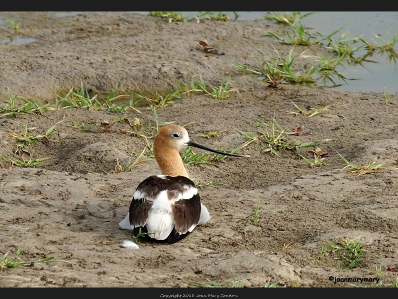 Avocet- Bear Lake- UT (3)