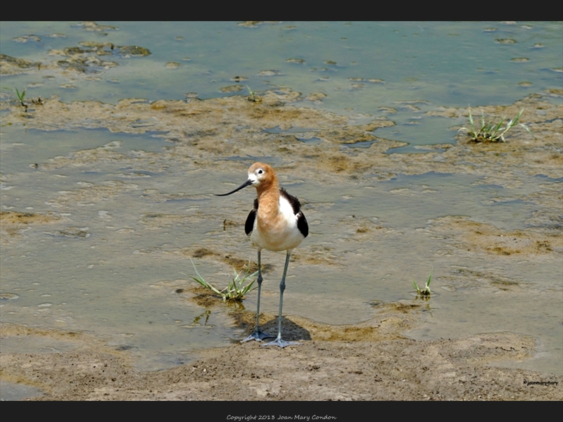 Avocet- Bear Lake- Utah