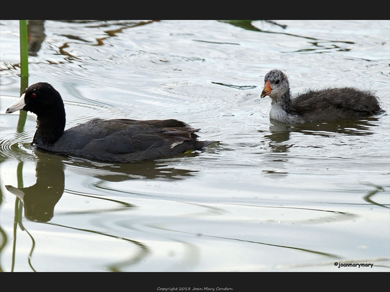 Coot and Baby- Bear Lake UT