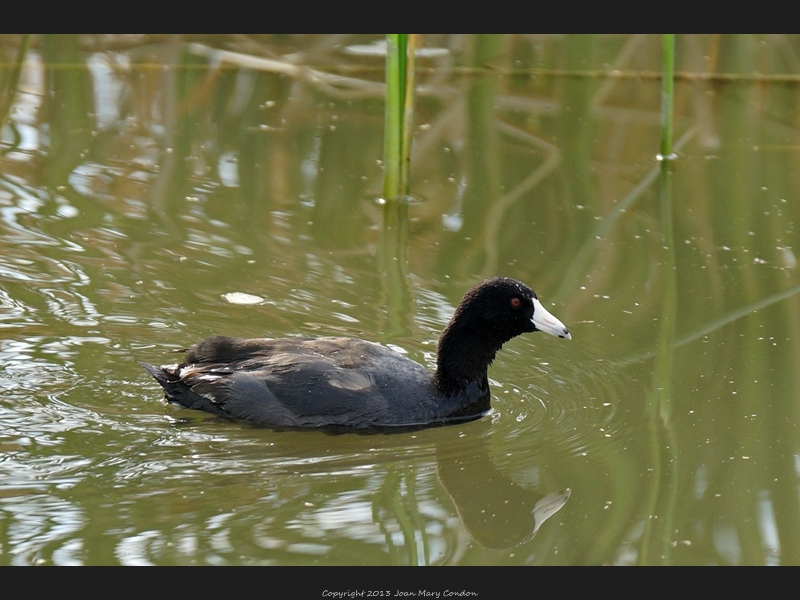 Coot- Bear Lake UT