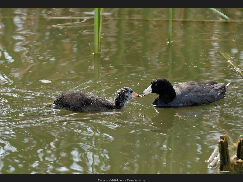 Coot feeding baby- Bear Lake UT