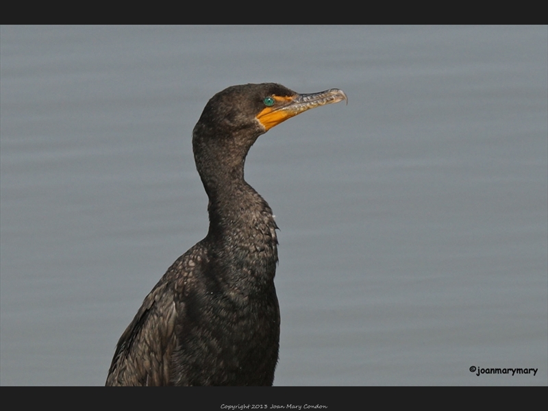 Cormorant- Bear Lake- UT