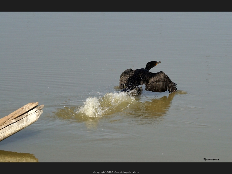 Cormorant taking off- Bear Lake- UT