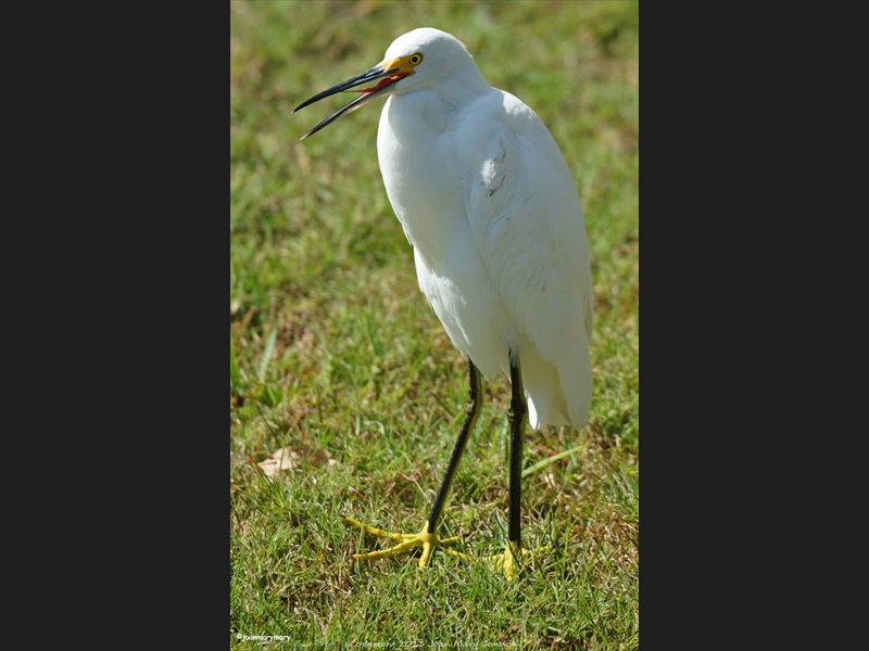 Florida (40)