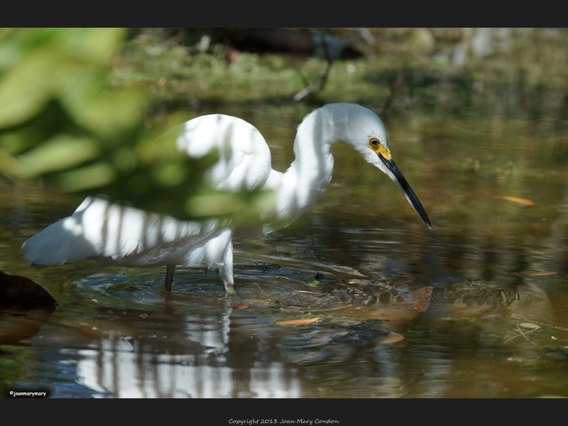 Florida (41)