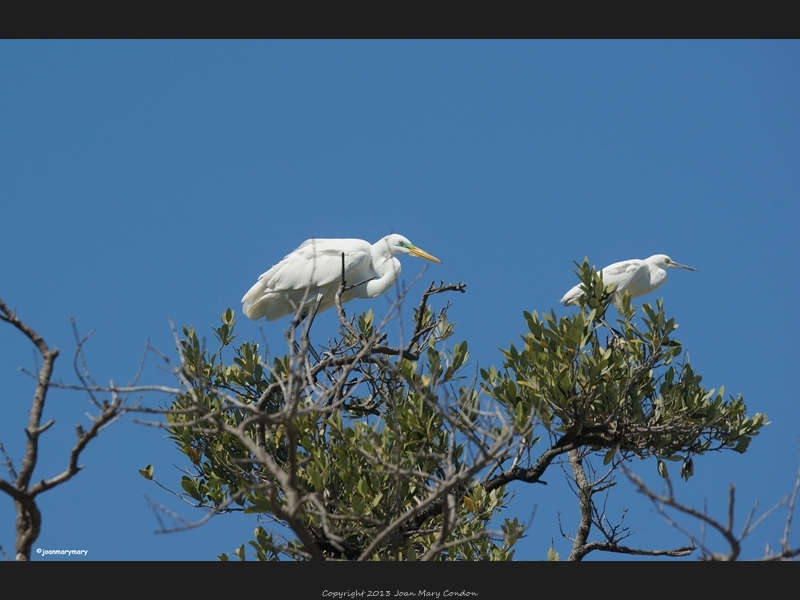 Florida (42)