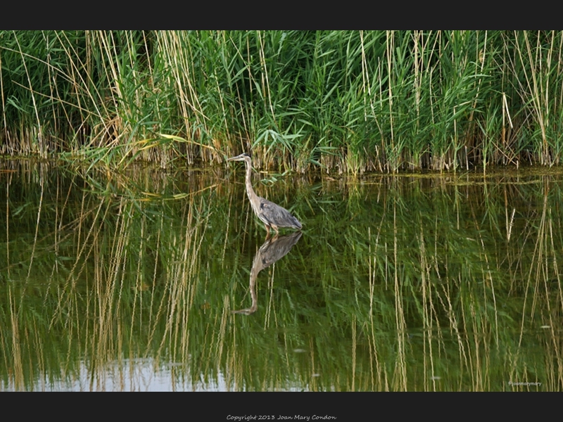 Great Blue Heron- Bear Lake- UT