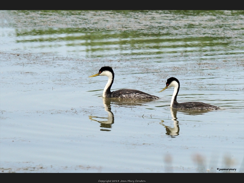 Grebe Pair- Bear Lake- UT