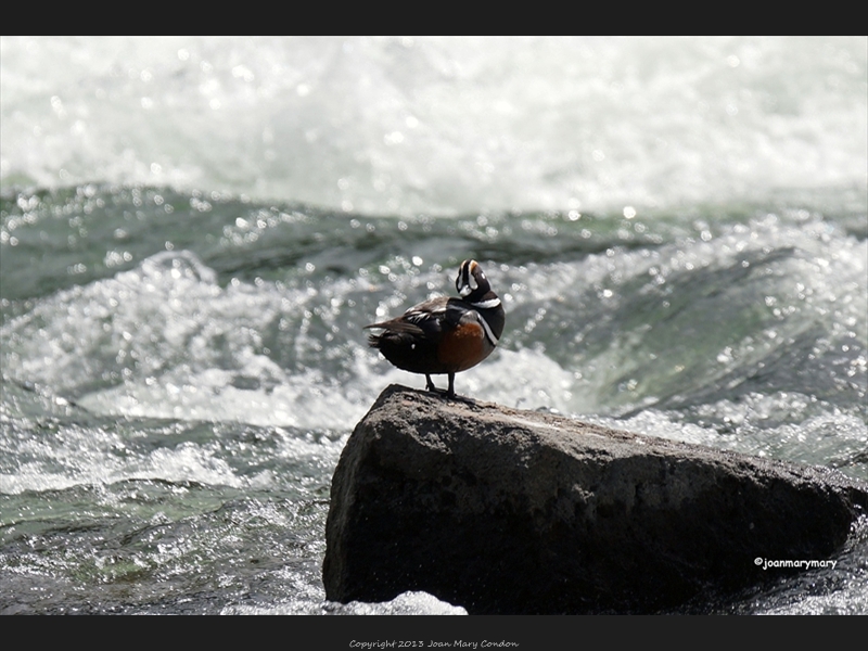 Harlequin duck