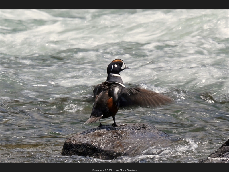 Harlequin duck1