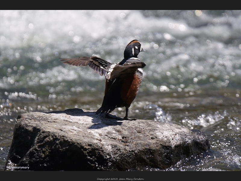 Harlequin duck3