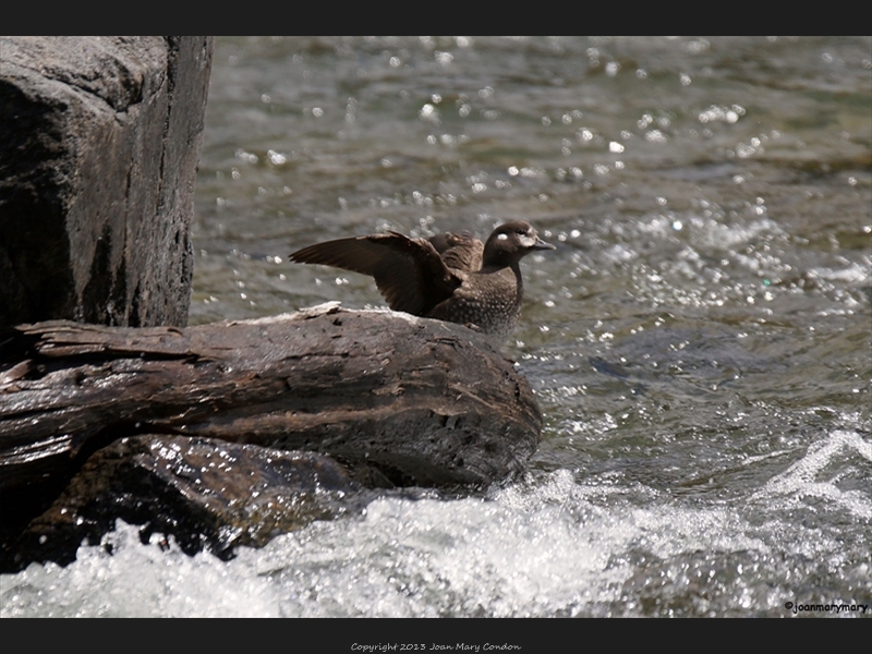 Harlequin duck- female