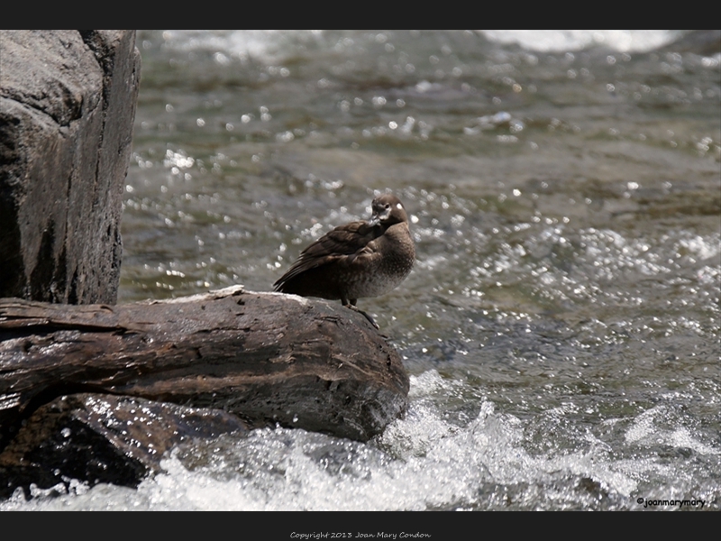 Harlequin duck- female2