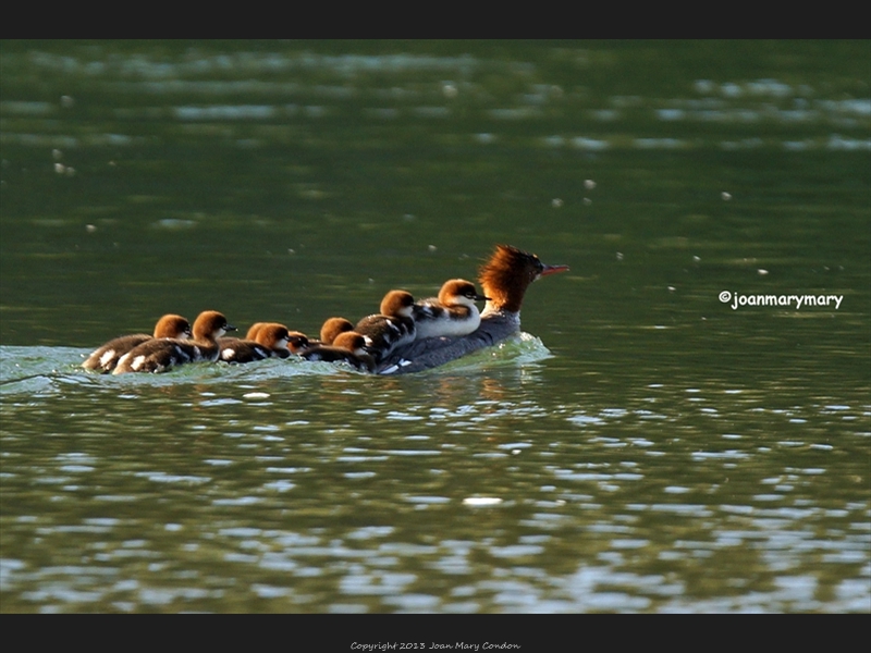 Hitching a ride