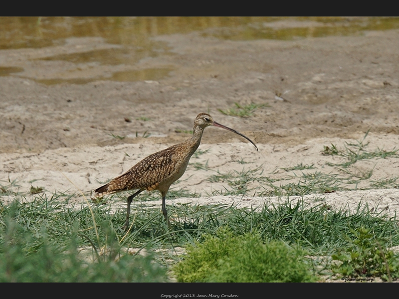 Long Billed Curlew- Bear Lake UT