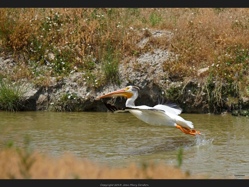 Pelican at Bear Lake- Utah