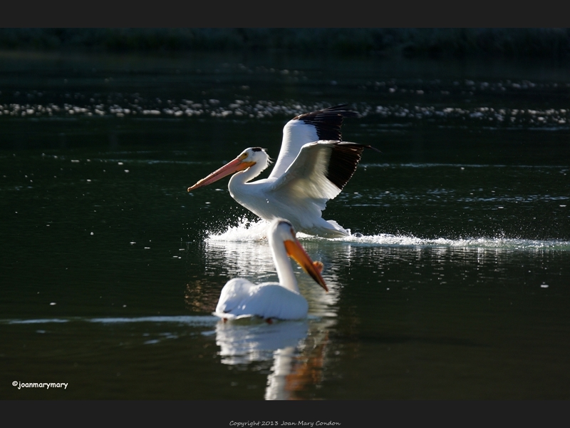 Pelican landing at Cattleman-s