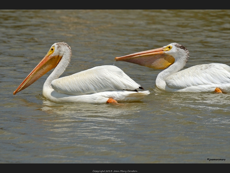 Pelicans- Bear Lake- UT