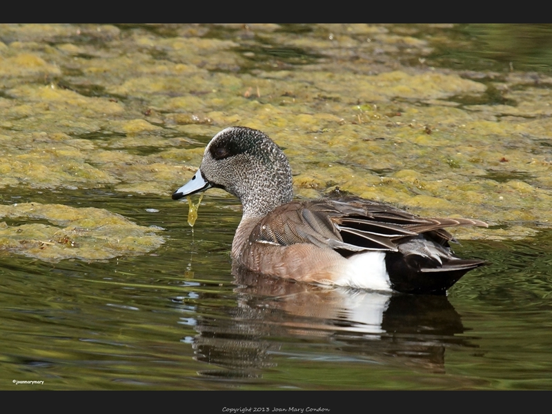 Schwabachers (2)