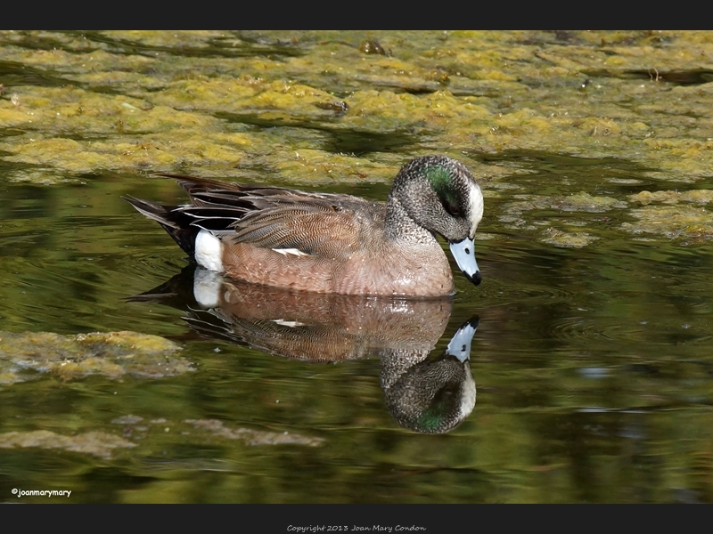 Schwabachers (3)