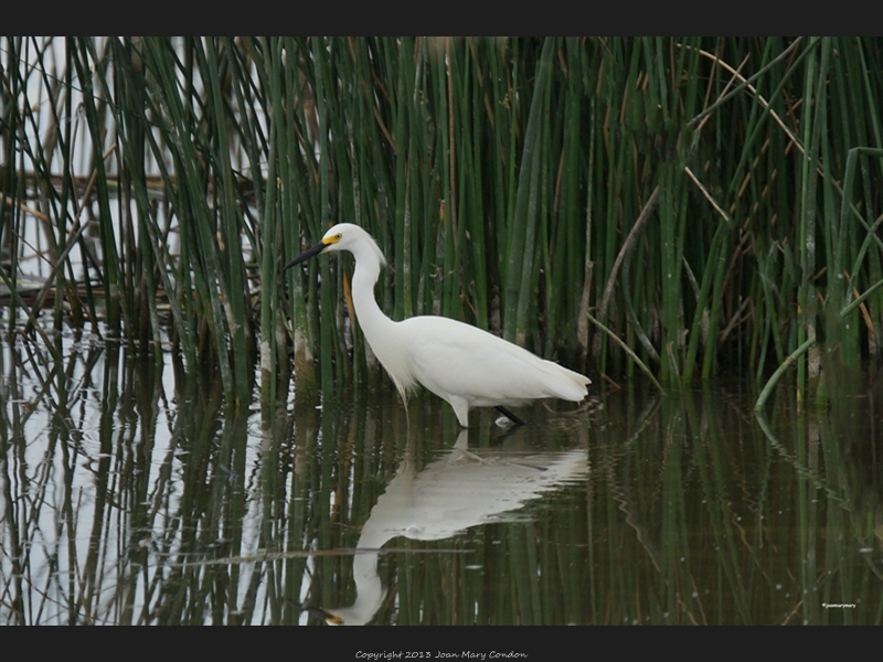 Snowy Egret- Bear Lake- UT