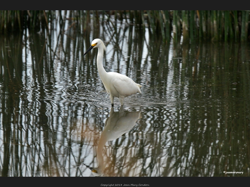 Snowy Egret- Bear Lake UT (2)