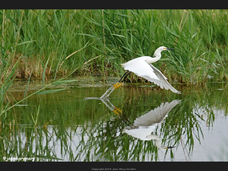 Snowy Egret- Bear Lake- UT (2)