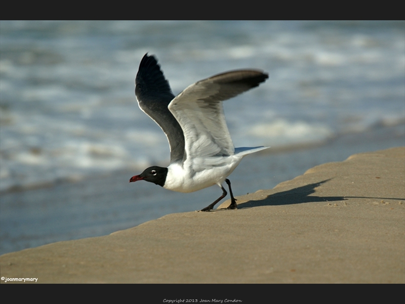 St George Island 2012 (1)