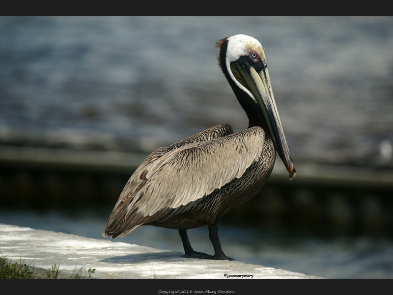 St George Island 2012 (4)