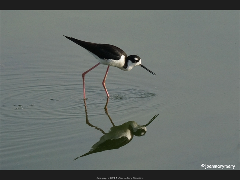 Stilt- Bear Lake- UT (2)