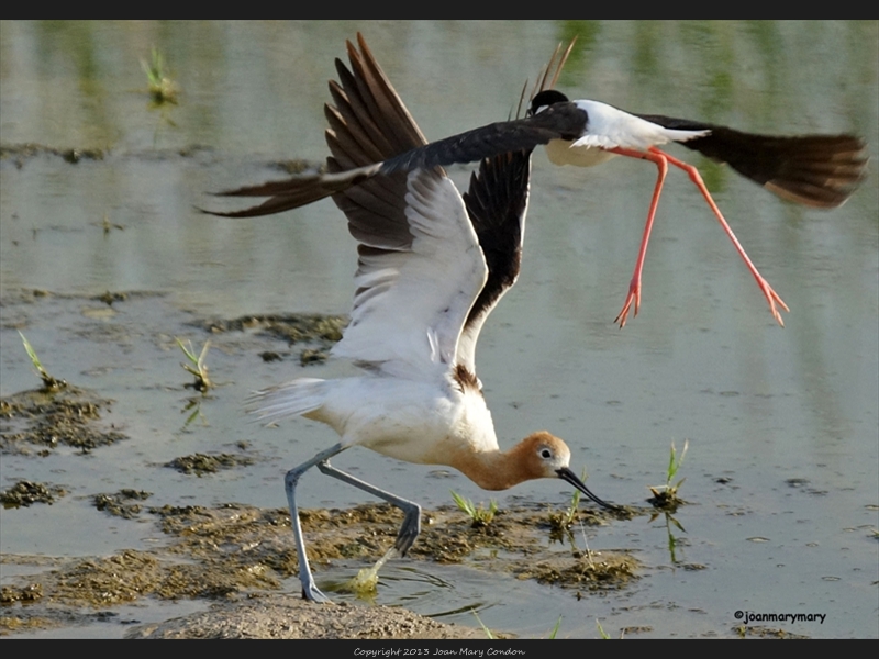 Stilt divebombing an Avocet