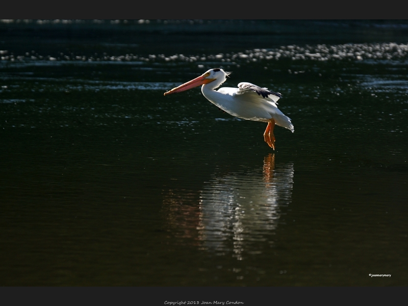 Take off- Cattleman-s