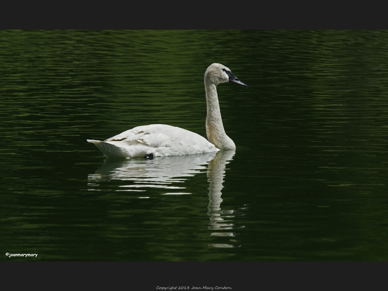 Trumpeter swan (2)