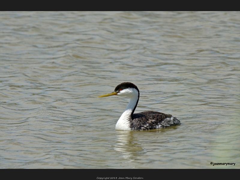 Western Grebe