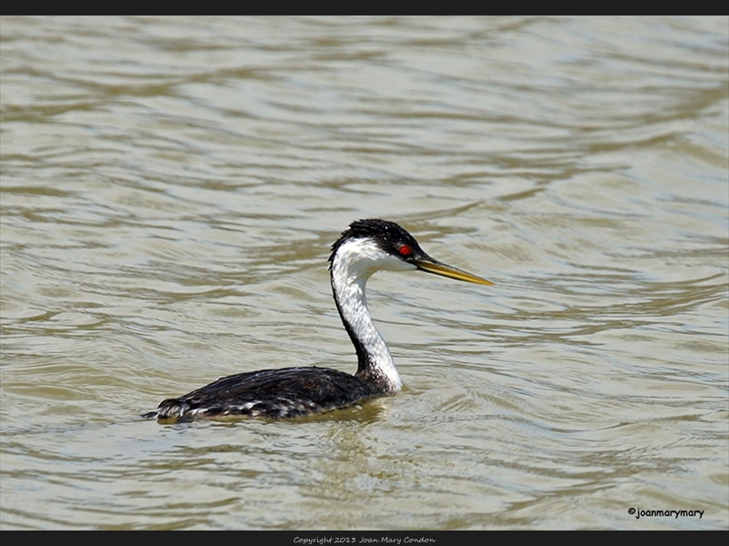 Western Grebe- Bear Lake- UT