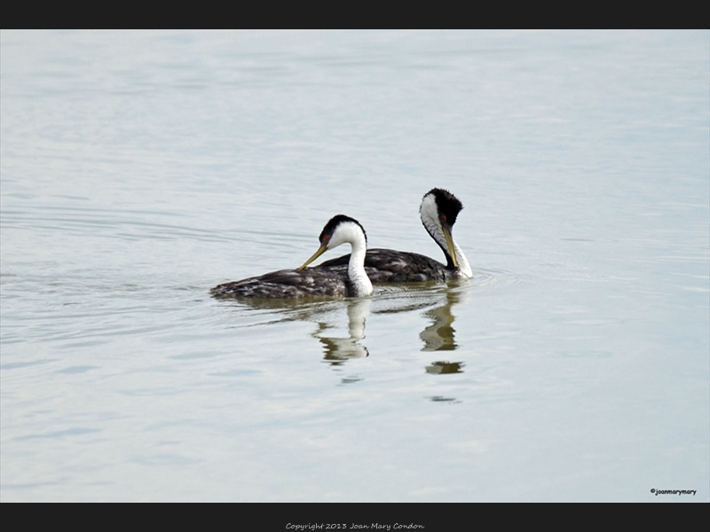 Western Grebe pair- Bear Lake- UT