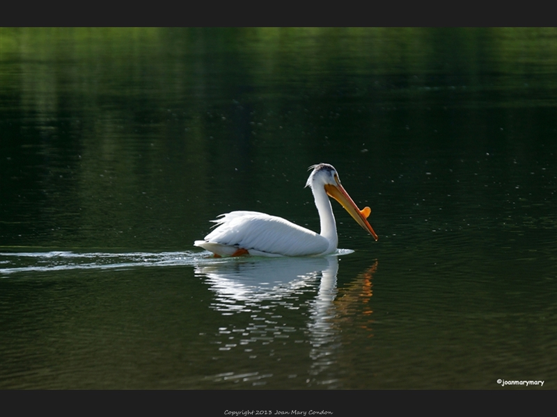 White Pelican- Cattleman-s