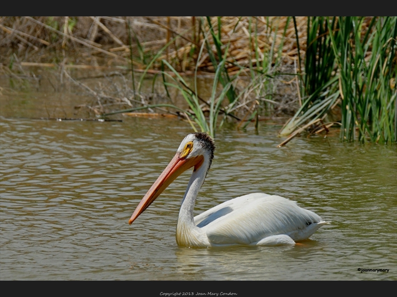 White Pelican- Chick Feeding stage- Bear Lake UT