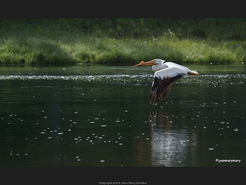 White Pelican in courtship stage