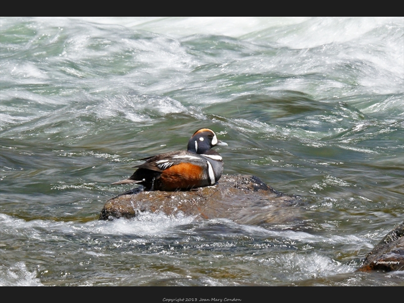 Yellowstone Harlequin duck2