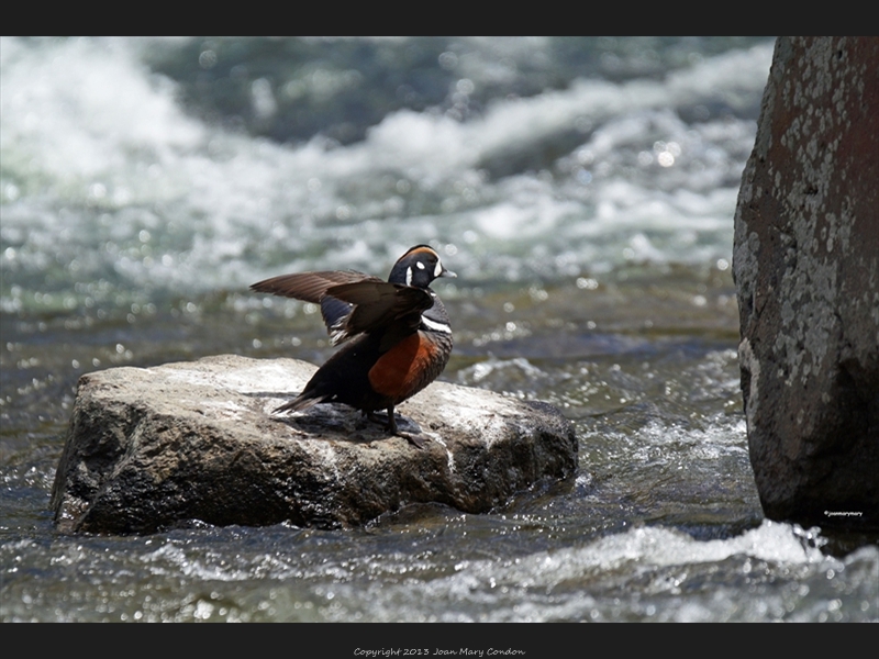 Yellowstone Harlequin duck3