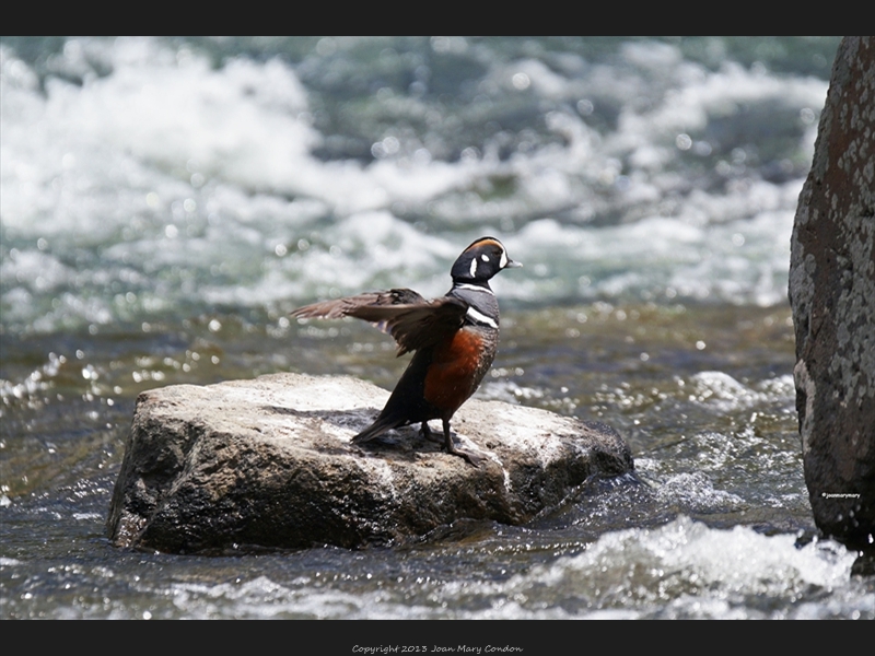 Yellowstone Harlequin duck4