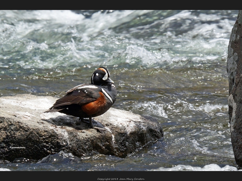 Yellowstone Harlequin duck5