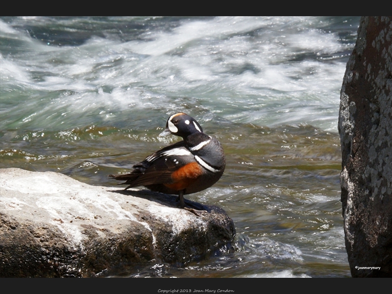 Yellowstone Harlequin duck6
