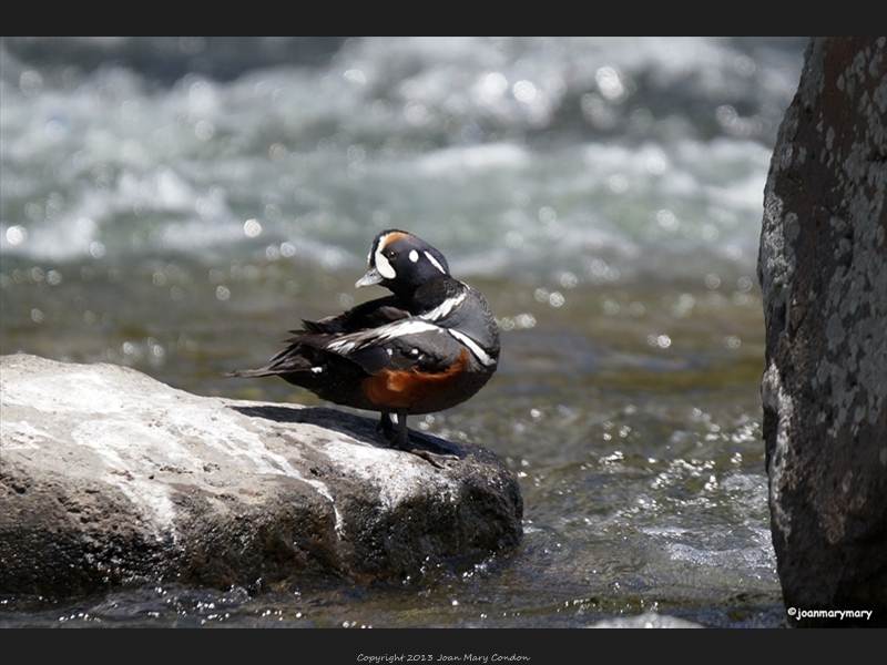 Yellowstone Harlequin duck8