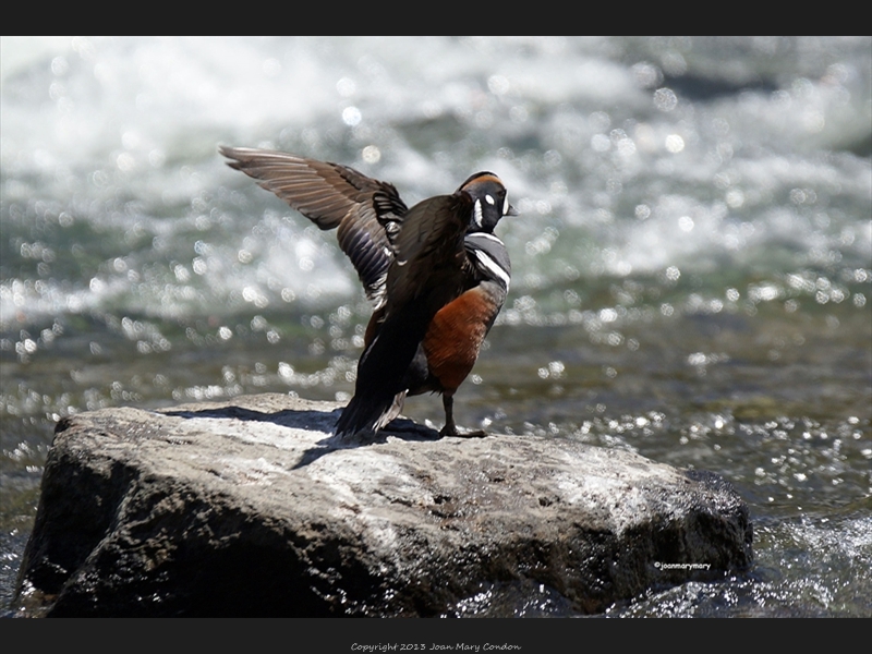 Yellowstone Harlequin ducks