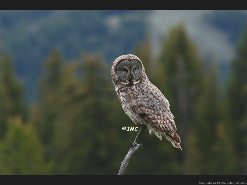 2010 Great Grey Owl Moose Wilson rd