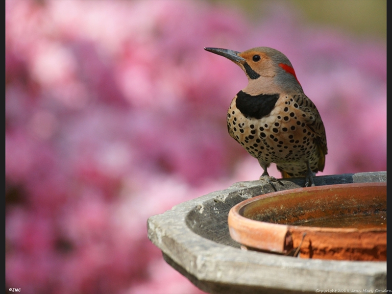 2012 Flicker on our deck