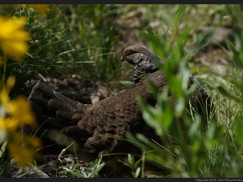 Blue Grouse- Signal Mt. Rd (2)