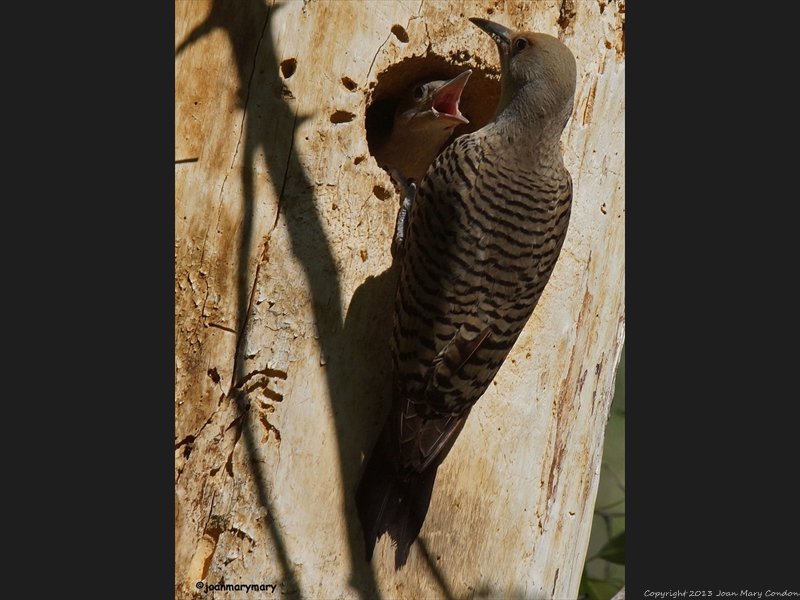 Flicker and baby 2012